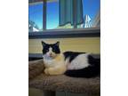Adopt Supernova a White Domestic Shorthair / Domestic Shorthair / Mixed cat in