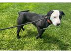 Adopt Duke a Black American Pit Bull Terrier / Mixed dog in Sullivan