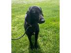 Adopt Darla a Black Labrador Retriever / Mixed dog in Sullivan, IN (40885958)