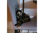 Adopt Minette a All Black Domestic Shorthair / Domestic Shorthair / Mixed cat in