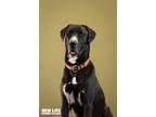 Adopt Cosmo a Black - with White Great Dane / Labrador Retriever / Mixed dog in