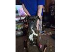 Adopt Rivers a Brindle Boxer / Mixed dog in Woodbury, MN (41250180)