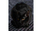 Adopt Raina a All Black Domestic Shorthair / Domestic Shorthair / Mixed cat in