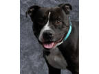 Adopt Murray a Black American Pit Bull Terrier / Mixed Breed (Medium) / Mixed