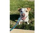 Adopt Loki a Tan/Yellow/Fawn American Pit Bull Terrier / Mixed Breed (Medium) /