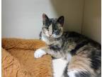 Adopt Laina a Domestic Shorthair / Mixed cat in Portsmouth, VA (41230925)