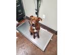 Adopt Ozzie a Brown/Chocolate Labrador Retriever / Mixed dog in Florence