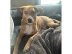 Adopt Moses a Tan/Yellow/Fawn Labrador Retriever / Mixed dog in Brooklyn Center