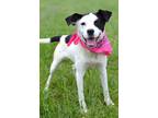 Adopt Haley - Adoptable a Terrier (Unknown Type, Small) / Mixed Breed (Medium) /