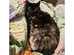 Adopt Sweetie a Tortoiseshell Domestic Shorthair / Mixed (short coat) cat in