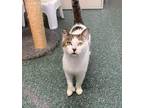 Adopt Blossom a White (Mostly) Domestic Shorthair cat in Hinton, AB (41093594)