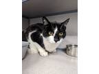 Adopt Melang a Black & White or Tuxedo Domestic Shorthair (short coat) cat in