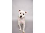 Adopt Zayn a White Mixed Breed (Small) / Mixed dog in Benbrook, TX (41215833)