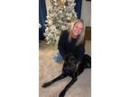 Adopt Jake a Black Labrador Retriever / Mixed dog in Sugar Hill, GA (41256268)