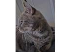 Adopt Snuggle Bug a Gray or Blue American Shorthair / Mixed (short coat) cat in