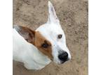 Adopt Sadie a White Australian Cattle Dog / Mixed dog in Lancaster