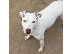 Adopt Kelsy a White American Pit Bull Terrier / Mixed dog in Lancaster