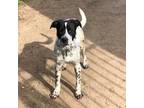 Adopt Antonio a White Catahoula Leopard Dog / Mixed dog in Lancaster