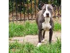 Adopt Elco a Gray/Blue/Silver/Salt & Pepper American Pit Bull Terrier / Mixed