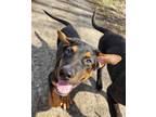 Adopt Doubloons a Tricolor (Tan/Brown & Black & White) German Shepherd Dog /