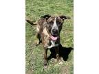 Adopt Bunny a Brindle Pit Bull Terrier / Mixed Breed (Medium) / Mixed dog in