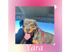 Adopt Yara a Black Rottweiler / Mixed dog in Amarillo, TX (41256215)
