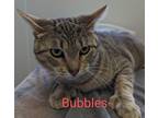 Adopt Bubbles a Brown or Chocolate Domestic Shorthair / Mixed cat in Burton