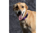 Adopt Darlene a Red/Golden/Orange/Chestnut Mixed Breed (Large) / Mixed dog in