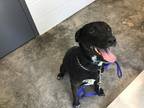 Adopt Coy a Black Mixed Breed (Large) / Mixed dog in Eau Claire, WI (41256161)