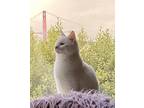 Adopt Kirk a White American Shorthair / Mixed (short coat) cat in San Francisco