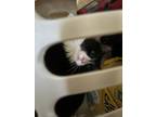 Adopt Dodge a Black & White or Tuxedo Domestic Longhair / Mixed (medium coat)