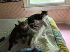 Adopt Sammy and Charlie a Gray or Blue American Shorthair / Mixed (medium coat)