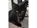 Adopt Mishka a All Black Bombay / Mixed (short coat) cat in Charlotte