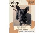 Adopt Ozzy a Black German Shepherd Dog / Australian Cattle Dog / Mixed dog in