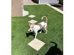 Adopt Daisy a Tan/Yellow/Fawn - with White Australian Shepherd / Mixed dog in