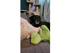Adopt Paddy a Black - with White Mutt / Labrador Retriever / Mixed dog in