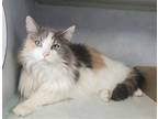 Adopt Brandy a Calico or Dilute Calico Domestic Longhair / Mixed (long coat) cat