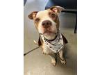 Adopt Maddox a American Staffordshire Terrier / Mixed dog in Tulare