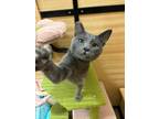 Adopt Nimbus a Gray or Blue Domestic Shorthair (short coat) cat in Escondido
