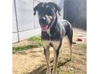 Adopt Zoey a Black German Shepherd Dog / Husky / Mixed (short coat) dog in