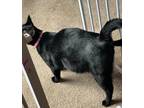Adopt Onyx a All Black Abyssinian / Mixed (short coat) cat in San Antonio
