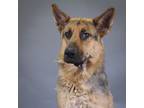 Adopt Renesme a German Shepherd Dog / Mixed dog in Houston, TX (41255745)