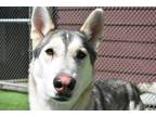 Adopt Sid a Gray/Blue/Silver/Salt & Pepper Mixed Breed (Large) / Mixed dog in