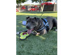 Adopt GLEN a Merle American Staffordshire Terrier / Mixed Breed (Medium) / Mixed