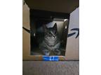 Adopt Loki a Gray or Blue Tabby / Mixed (short coat) cat in Apple Valley