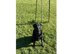 Adopt Wilson a Black Labrador Retriever / Mixed dog in Nordland, WA (41255613)