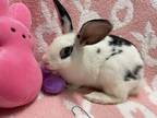 Adopt Tofu a American / Mixed rabbit in New York, NY (41035039)