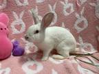 Adopt Marshmallow a American / Mixed rabbit in New York, NY (41035038)