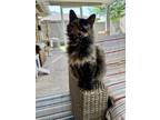 Adopt Tina a Tortoiseshell Domestic Longhair / Mixed (long coat) cat in Houston