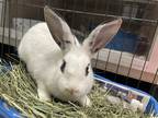 Adopt Parsnip a American / Mixed rabbit in New York, NY (41035037)